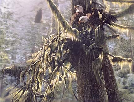 Colin Bogle Enchanted Forest