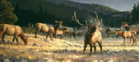 image by nancy glazier "Rocky Mountain Meadow" 
