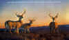 print by nancy glazier " sundown "