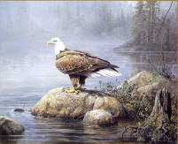 image American Eagle by Scott Zoellick