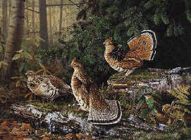 image- deep timber grouse by Scott Zoellick
