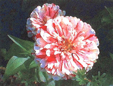 image red & white zinnia by tom crazier