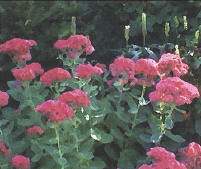Tom Crozier - Autumn Joy - flowers