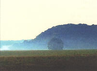 Tree in the Mist image by Tom Crozier