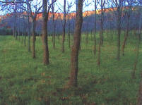 Walnut Grove 1 by Tom Crozier